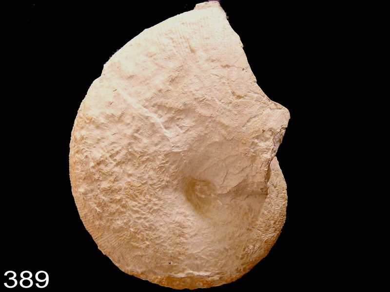 phylloceras